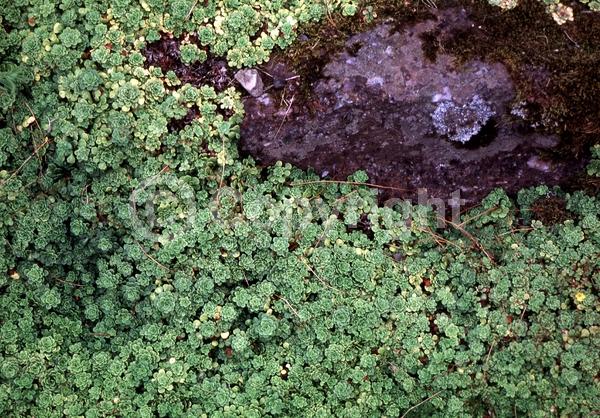 North American Native