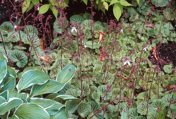 White blooms; Evergreen; Needles or needle-like leaf