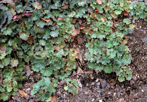 White blooms; Evergreen; Needles or needle-like leaf