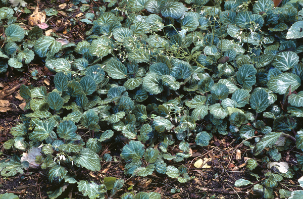 White blooms; Evergreen; Needles or needle-like leaf