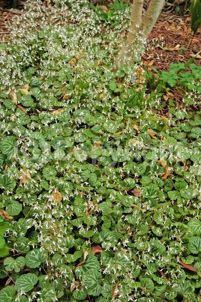 White blooms; Evergreen; Needles or needle-like leaf
