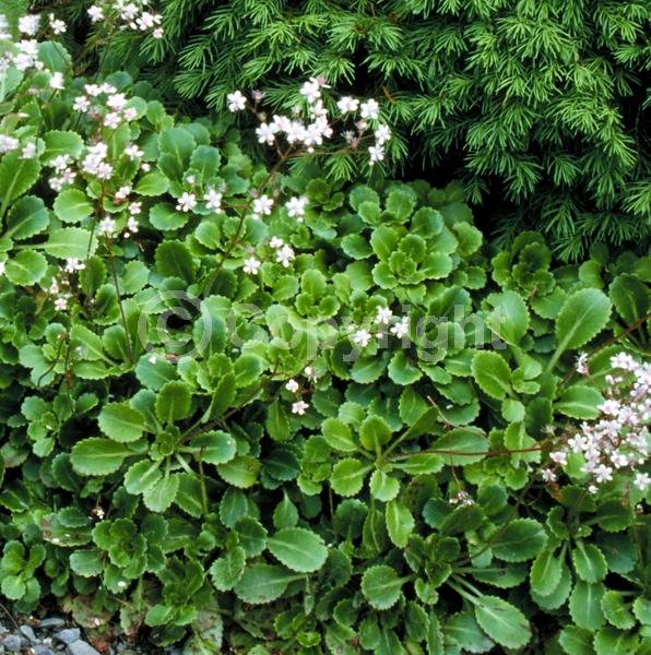 White blooms; Deciduous; Broadleaf
