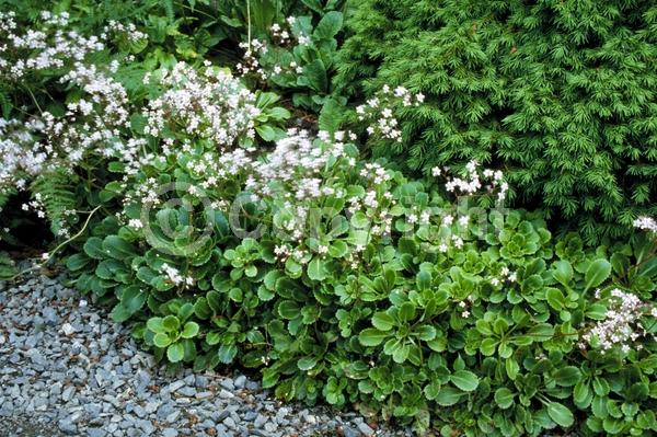 White blooms; Deciduous; Broadleaf