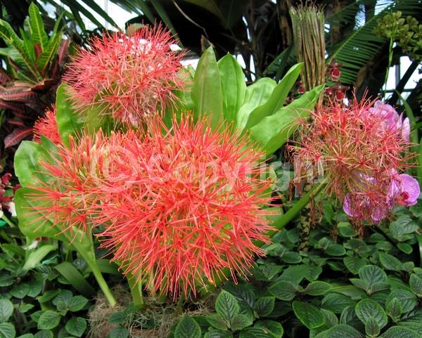 Red blooms; Deciduous; Broadleaf