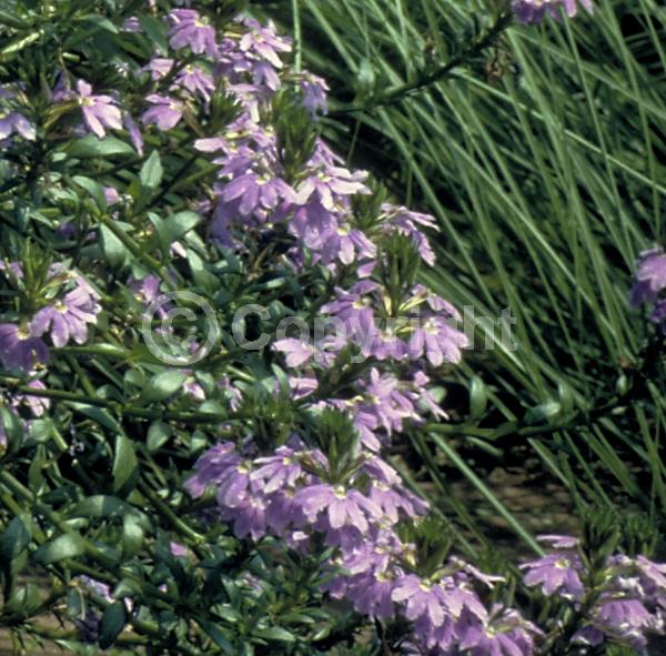 Blue blooms; Purple blooms; Evergreen; Needles or needle-like leaf