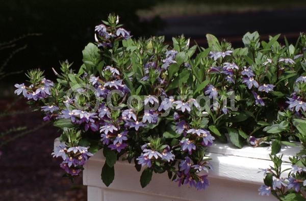 Blue blooms; Purple blooms; Evergreen; Needles or needle-like leaf