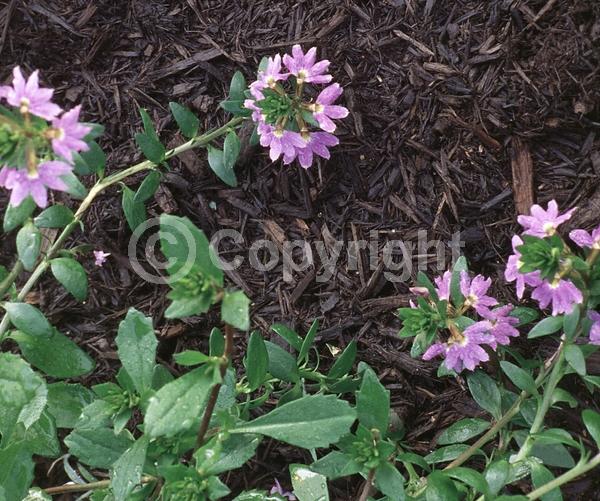 Blue blooms; Purple blooms; Evergreen; Needles or needle-like leaf
