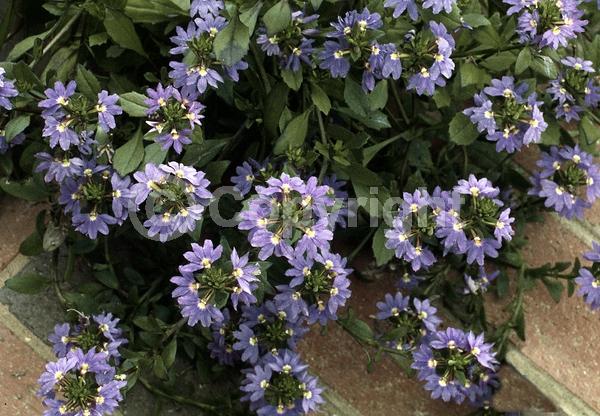 Blue blooms; Purple blooms; Evergreen; Needles or needle-like leaf