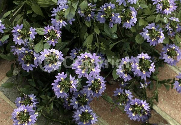Blue blooms; Purple blooms; Evergreen; Needles or needle-like leaf