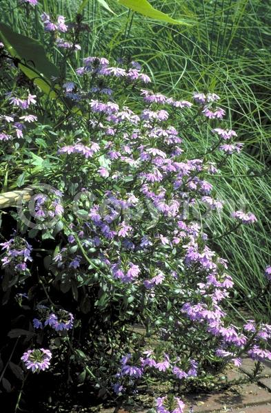 Blue blooms; Purple blooms; Evergreen; Needles or needle-like leaf