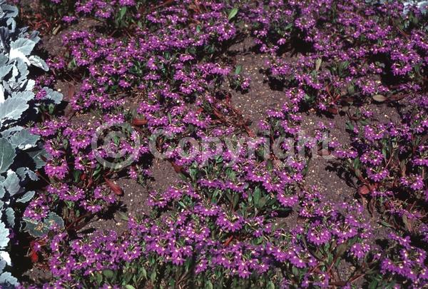 Blue blooms; Purple blooms; Evergreen