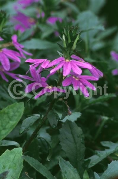 Blue blooms; Purple blooms; Evergreen