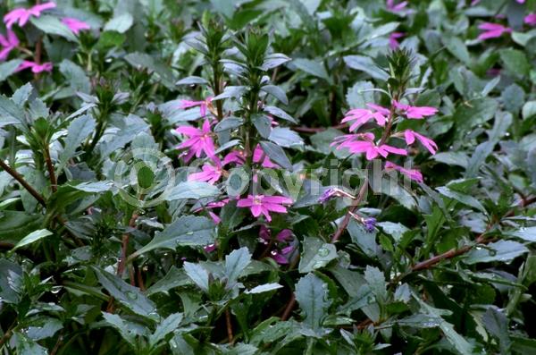 Purple blooms; Evergreen