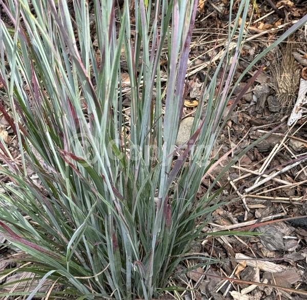 North American Native