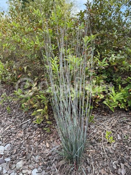 North American Native