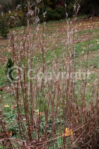 North American Native