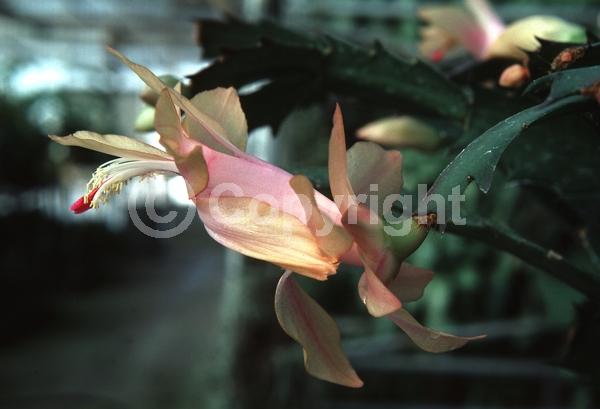 Red blooms; White blooms; Pink blooms; Evergreen