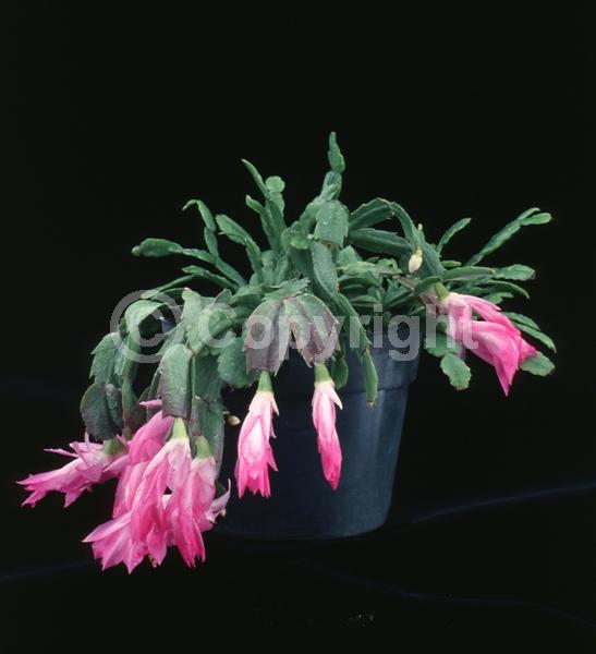 Red blooms; White blooms; Pink blooms; Evergreen