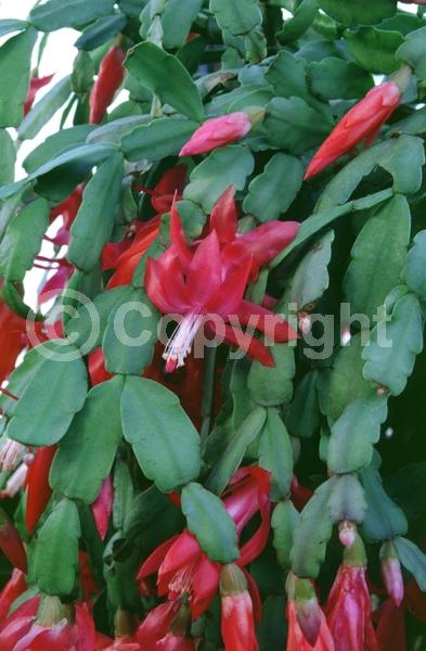 Red blooms; Purple blooms; White blooms; Pink blooms; Evergreen