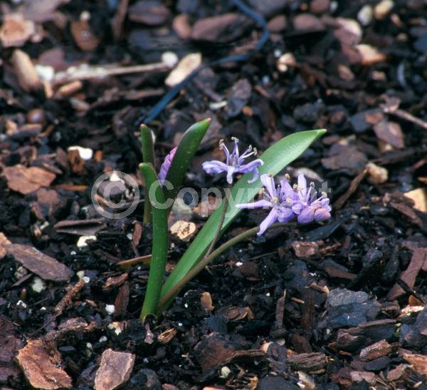 Blue blooms; Deciduous; Broadleaf