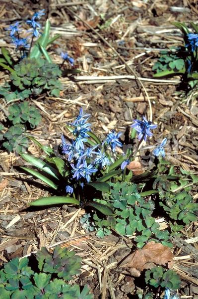 Blue blooms; White blooms; Pink blooms; Deciduous; Broadleaf