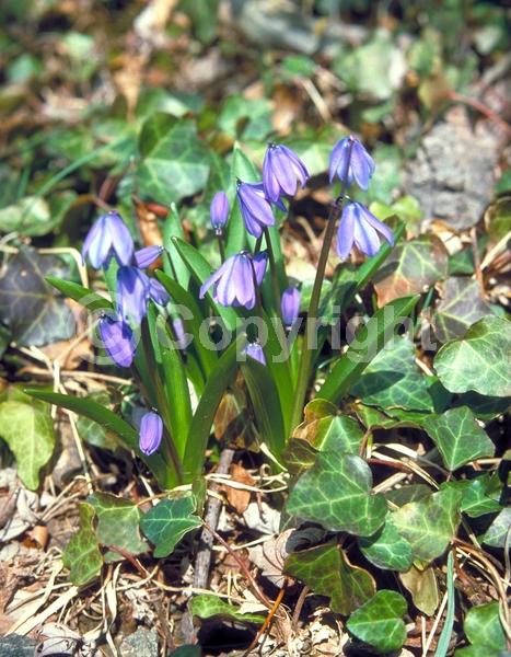 Blue blooms; White blooms; Pink blooms; Deciduous; Broadleaf