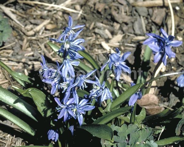 Blue blooms; White blooms; Pink blooms; Deciduous; Broadleaf