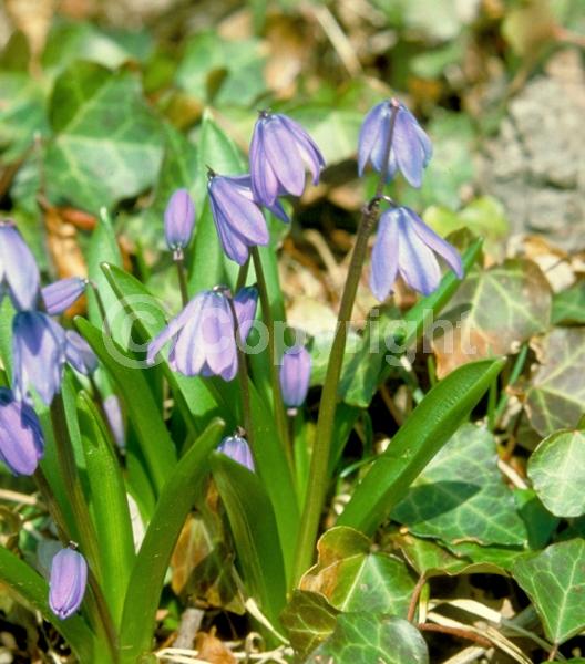 Blue blooms; White blooms; Pink blooms; Deciduous; Broadleaf