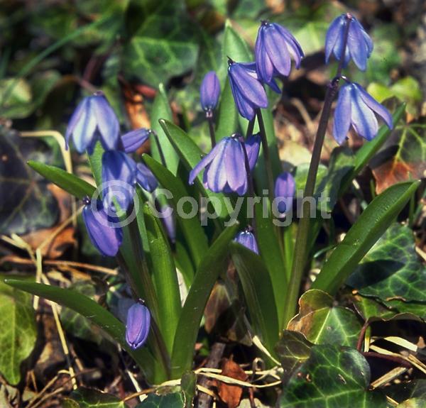 Blue blooms; White blooms; Pink blooms; Deciduous; Broadleaf