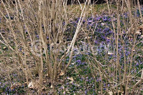 Blue blooms; White blooms; Pink blooms; Deciduous; Broadleaf