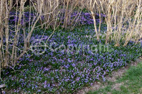 Blue blooms; White blooms; Pink blooms; Deciduous; Broadleaf