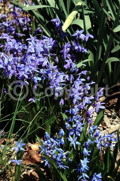 Blue blooms; White blooms; Pink blooms; Deciduous; Broadleaf
