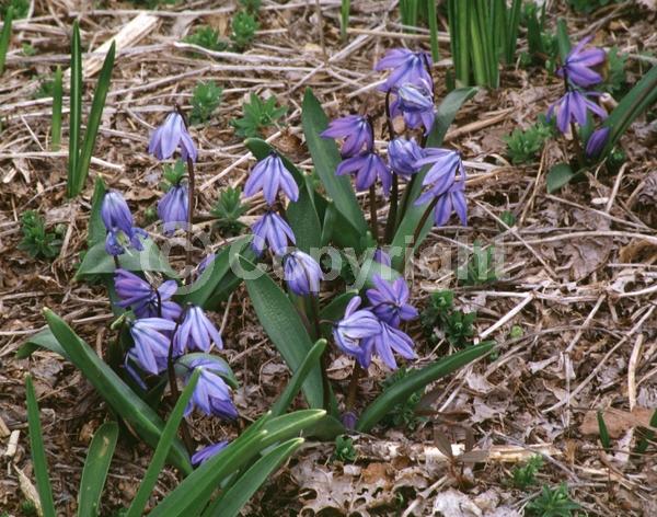 Blue blooms; White blooms; Pink blooms; Deciduous; Broadleaf