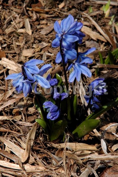 Blue blooms; White blooms; Pink blooms; Deciduous; Broadleaf