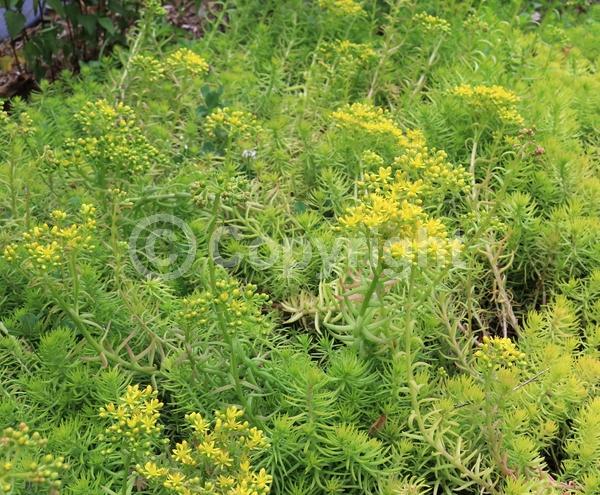 White blooms; Evergreen