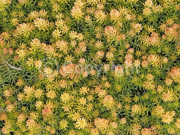 White blooms; Evergreen