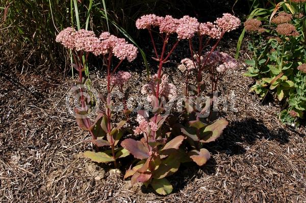 Pink blooms; Deciduous