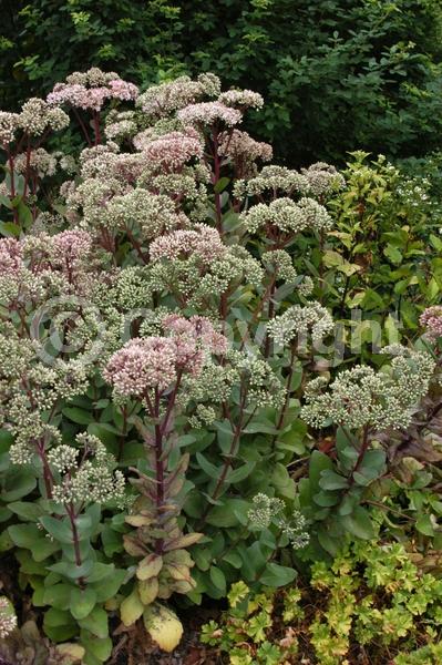Pink blooms; Deciduous