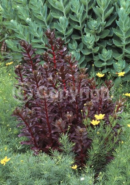 Pink blooms; Deciduous