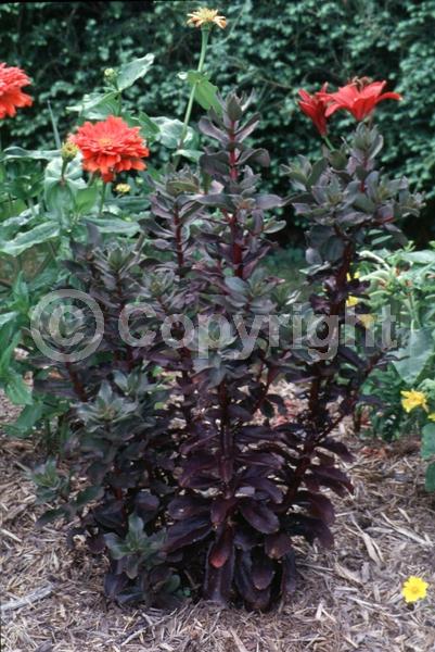 Pink blooms; Deciduous