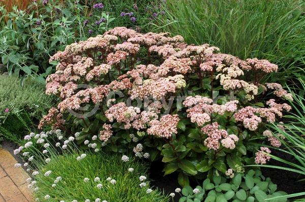 Pink blooms; Deciduous