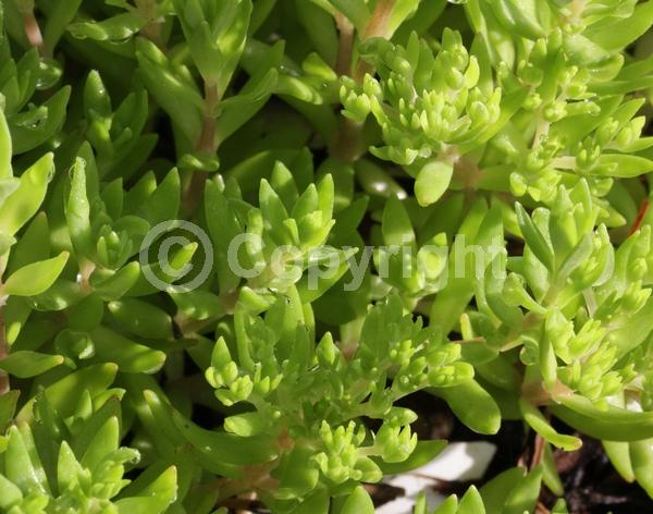 Yellow blooms; Evergreen; Needles or needle-like leaf