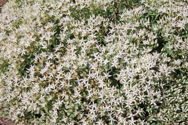 White blooms; Deciduous