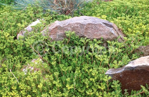 Yellow blooms; Evergreen; Needles or needle-like leaf