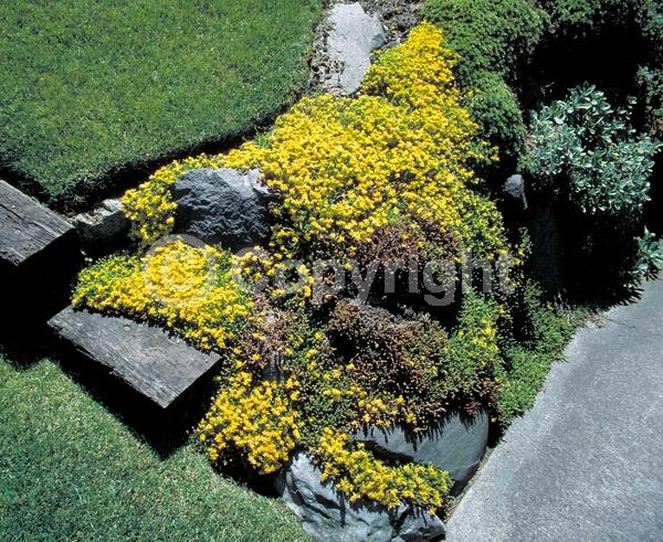 Yellow blooms; Evergreen; Needles or needle-like leaf