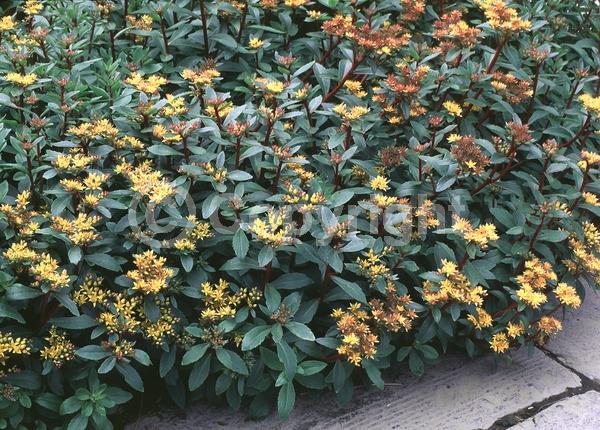 Orange blooms; Yellow blooms; Deciduous