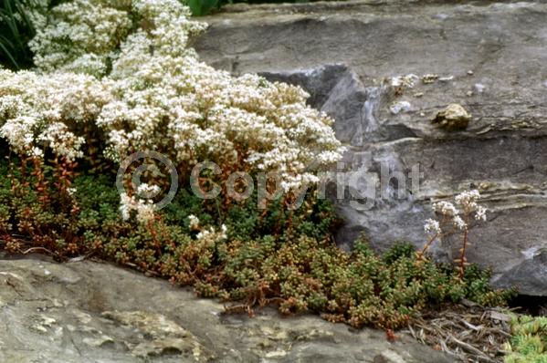 Pink blooms; Evergreen