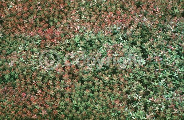 Pink blooms; Evergreen