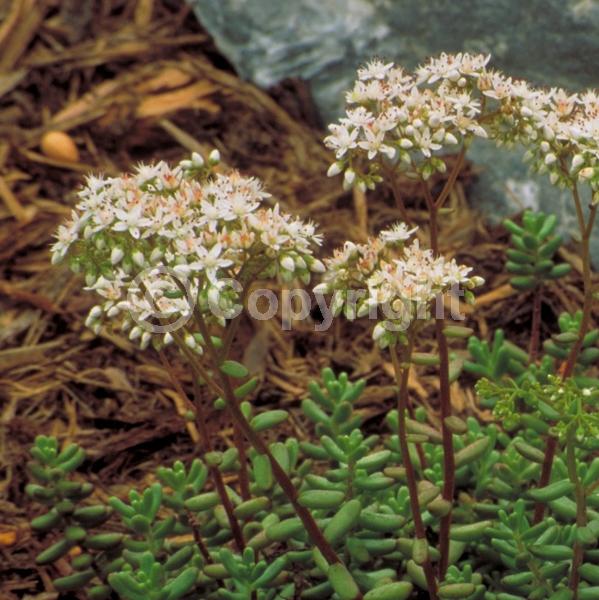 White blooms; Evergreen