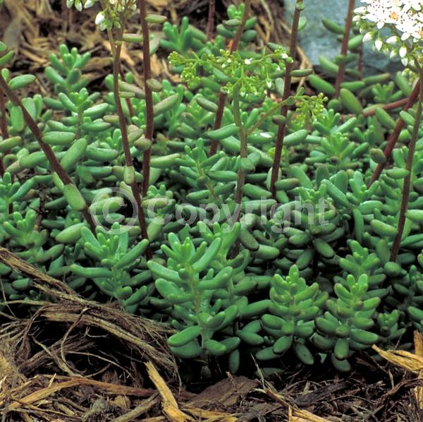 White blooms; Evergreen